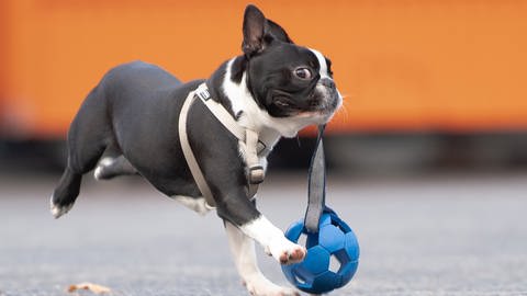 Ein sechs Monate alte Boston Terrier spielt mit seinem Ball.