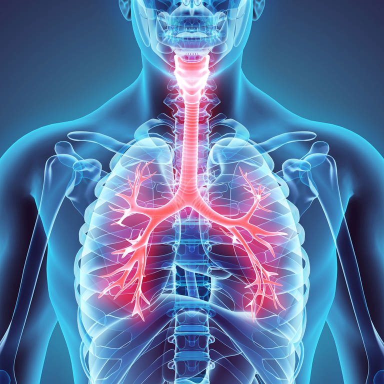 Zeichnung der aus Luftröhre und Bronchien bestehenden unteren Atemwege