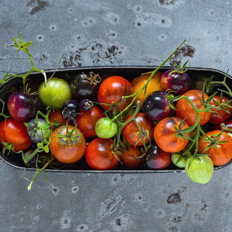 Verschiedene bunte Tomaten: Im Sommer haben Tomaten Hochsaison - viele bunte Sorten, jede schmeckt anders. Was für die Gesundheit drin steckt und was man alles zaubern kann damit - Rezepte.