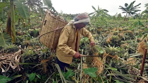 Ein Bauer erntet eine Ananas auf einer Plantage während der Erntesaison in Tangail, Bangladesch.