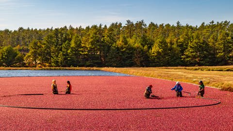 Farmer ernten Cranberries auf einem gefluteten Feld. Das ganze Feld ist rot. (Foto: Adobe Stock, thomas)