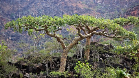 Die Krone eines Boswellia-Baumes erhebt sich über andere Bäume. Welches Parfum ist das beste?