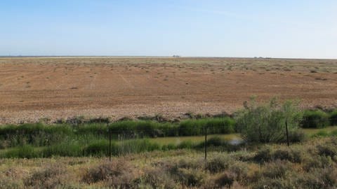 Das Bild zeigt eine weite Fläche des ausgetrockneten Feuchtgebiets des Doñana Nationalsparks in Spanien. Nur im Vordergrund ist ein Graben mit Wasser und etwas Grün drum herum zu sehen.