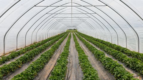 Das Bild zeigt Reihen von Erdbeerpflanzen in einem großen Folientunnel. Zwischen den Reihen ist der Boden mit Plastikfolie ausgelegt.